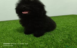 Caniche Toy perros en venta: Caniche toy- pomerania  - Imagen 1