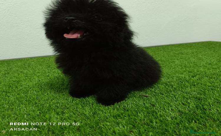 Caniche Toy perros - Propaganda 2