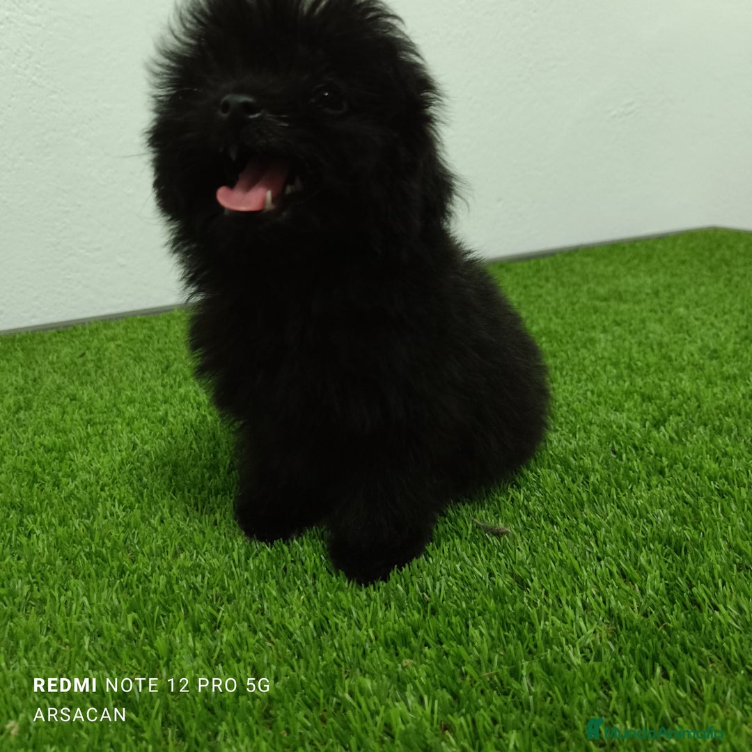 Caniche Toy perros en venta: Caniche toy- pomerania  - Imagen 1