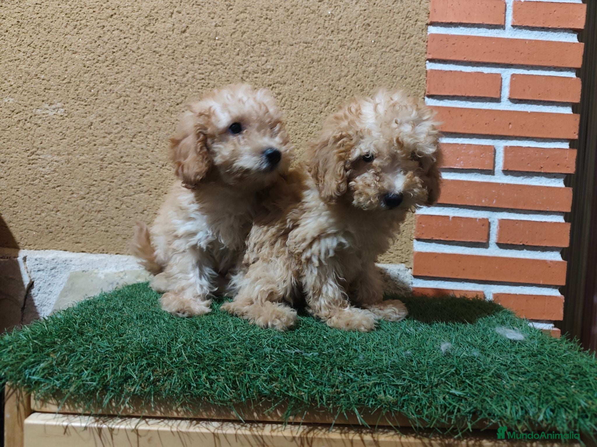 Caniche Toy perros Nucleo zoologico  - Anuncio 2
