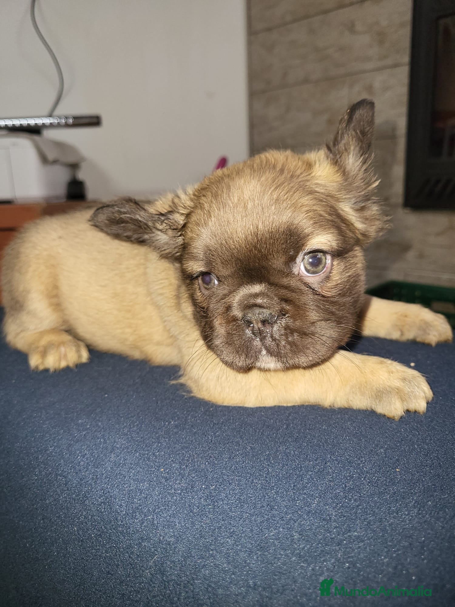 Bulldog Francés perros Cachorros de Bulldog frances fluffy macho y hembra - Anuncio 2