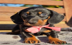 Teckel perros en venta: TECKEL MINIATURA Y KANINCHEN  - Imagen 4