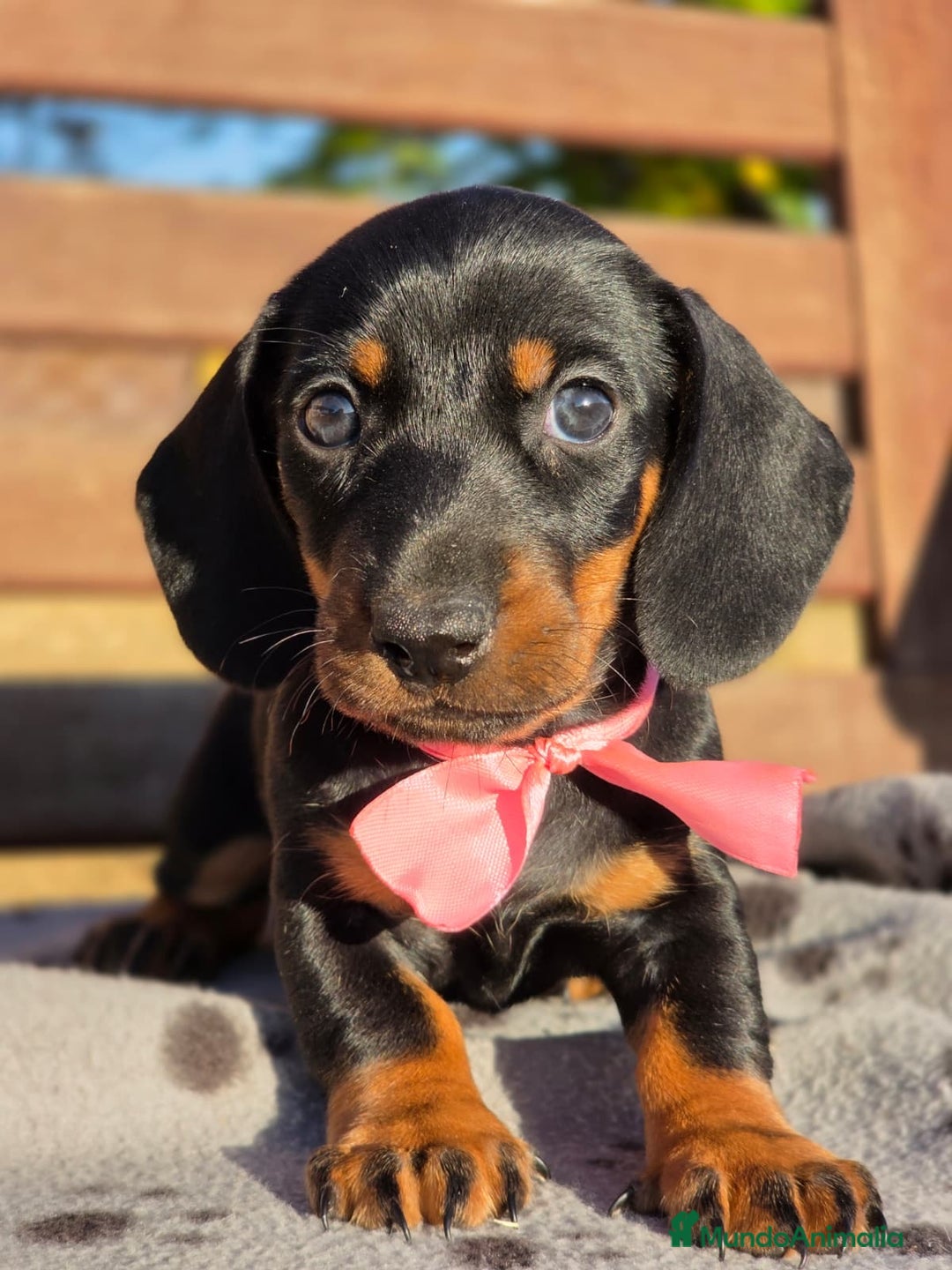 Teckel perros en venta: TECKEL MINIATURA Y KANINCHEN  - Imagen 4