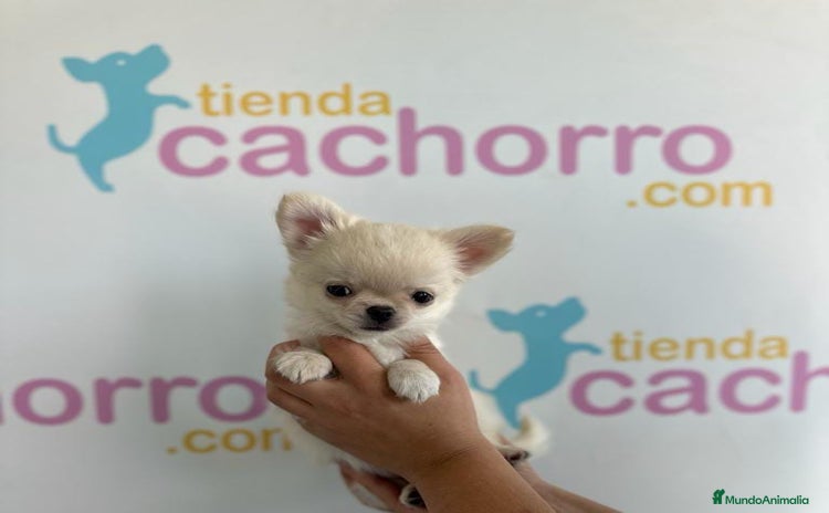 Chihuahua perros - Anuncio 4