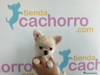 Chihuahua perros - Anuncio 18