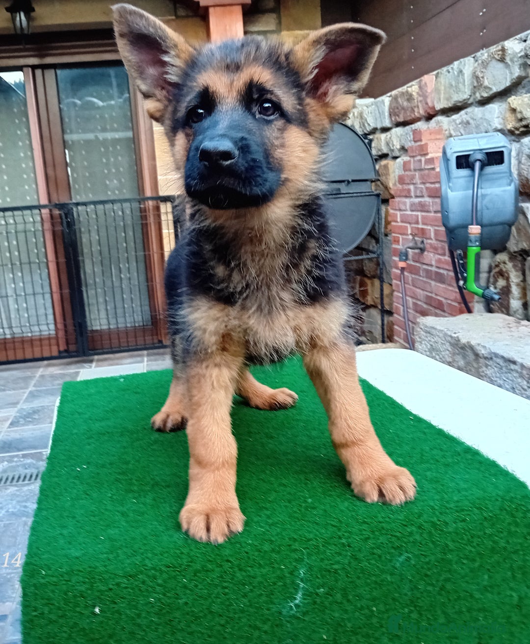 Pastor Alemán perros en venta: Pastores alemanes de CARMARGUT - Imagen 6