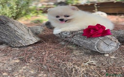 Pomerania perros en venta: Pomerania macho disponible  - Imagen 5