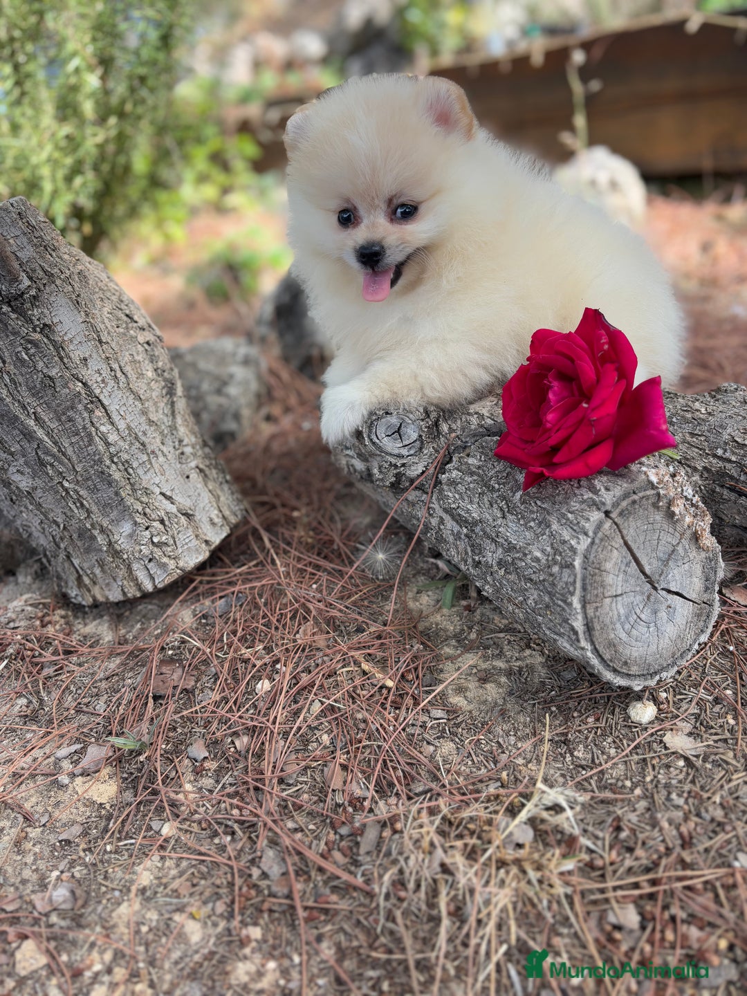 Pomerania perros en venta: Pomerania macho disponible  - Imagen 5