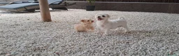 Maltipoo perros en venta: Maltipoo Toy Apricot  - Anuncio 3