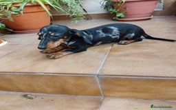 Teckel perros en venta: Cachorro teckel arlequín plata  - Imagen 2