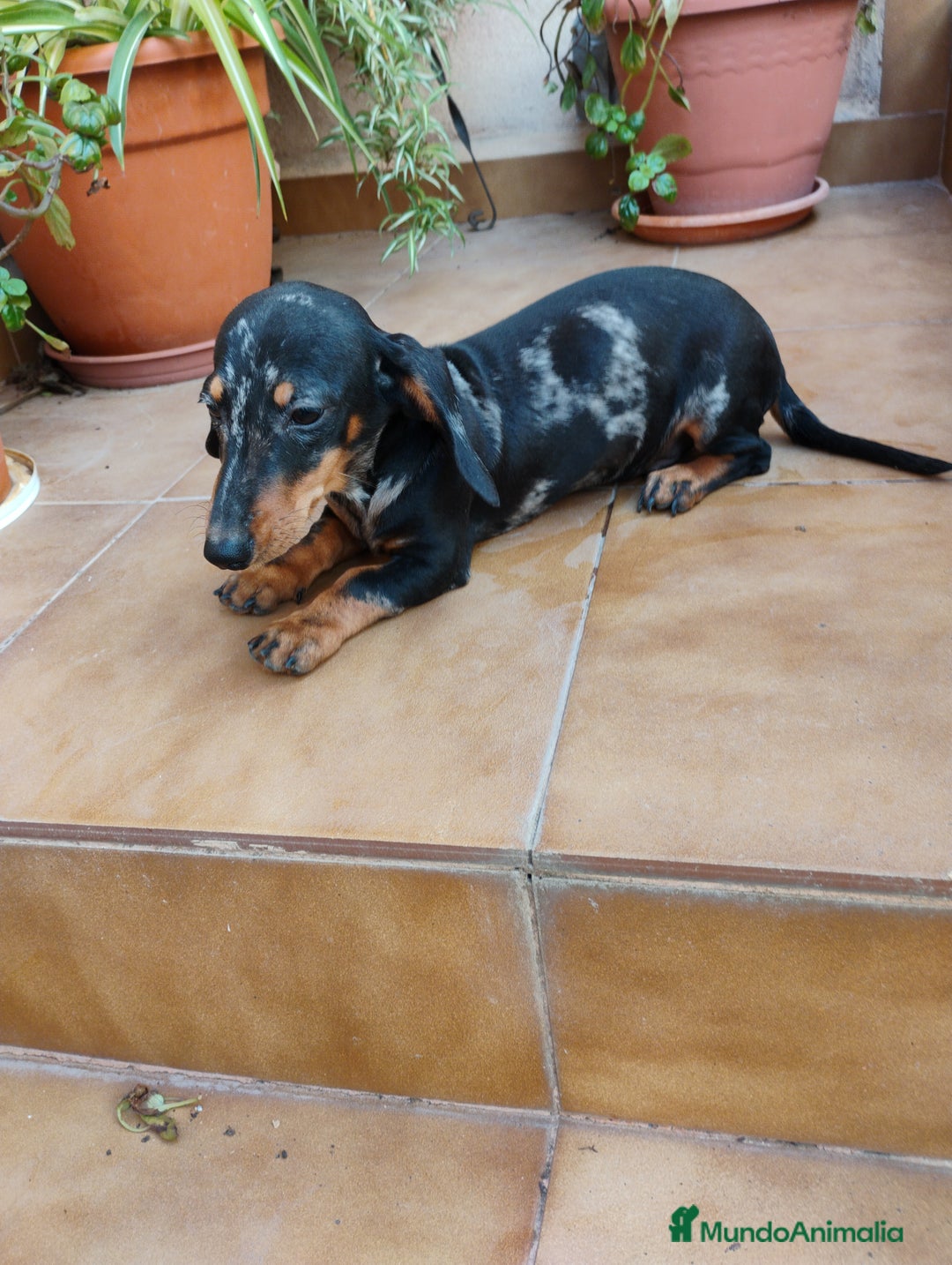 Teckel perros en venta: Cachorro teckel arlequín plata  - Imagen 2