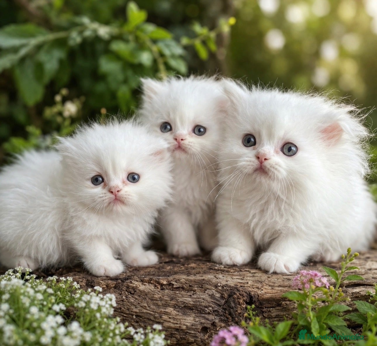 Persa gatos en venta: Cachorritos persas - Anuncio 2