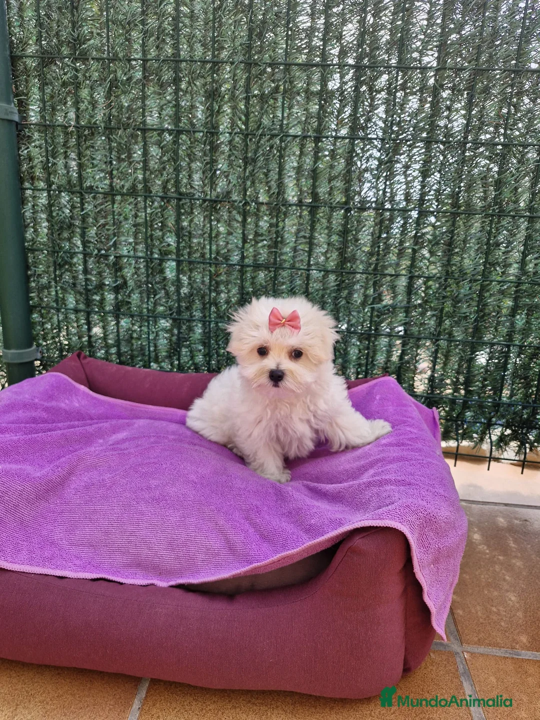 Bichón Maltés perros en venta: Bichón Maltés  en Barcelona - Anuncio 4