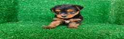 Yorkshire Terrier perros en venta: Yorkshire terrier - Anuncio 9