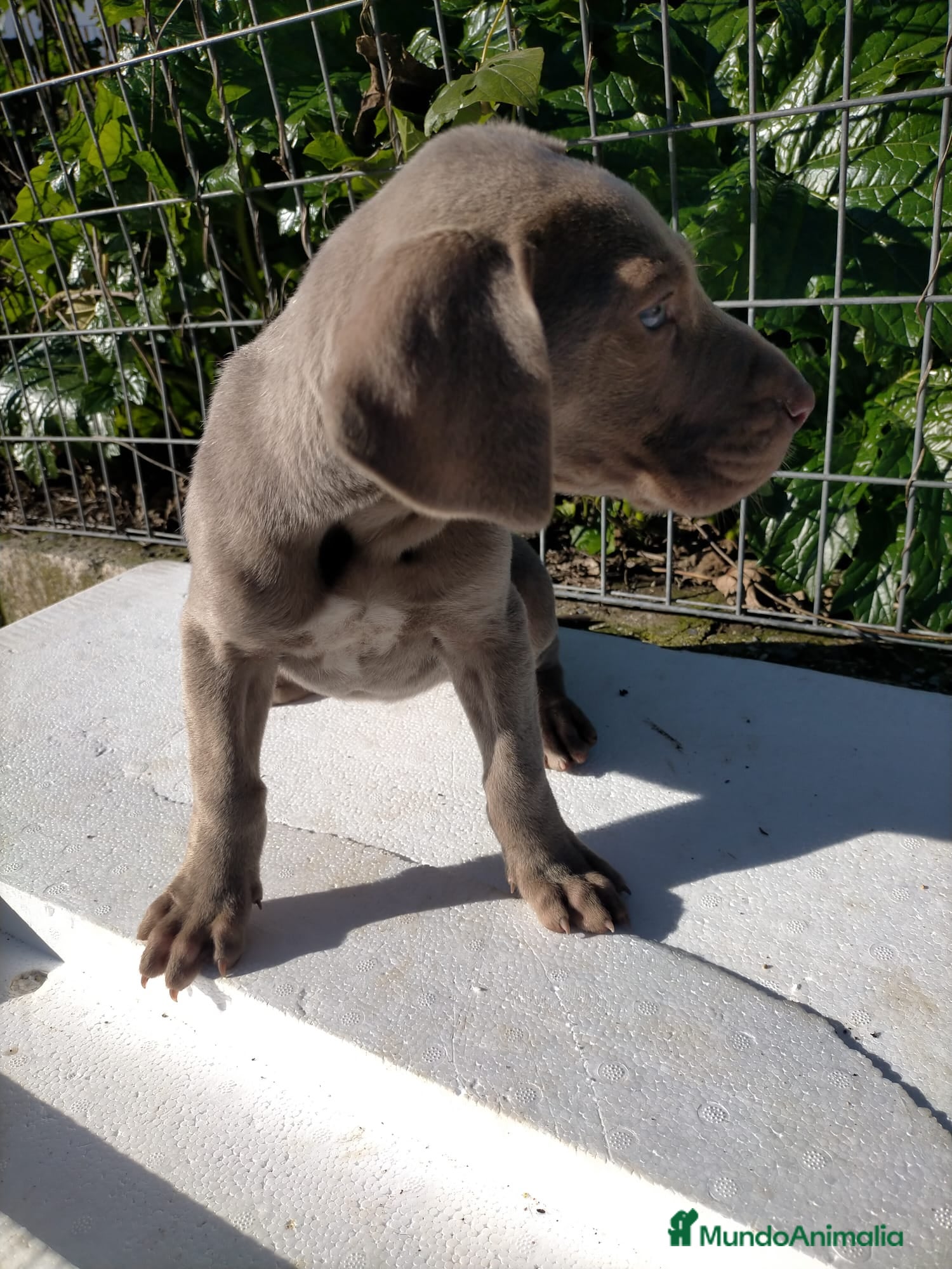 Weimaraner perros Braco de weimar 2 ultimas hembras!! - Anuncio 2