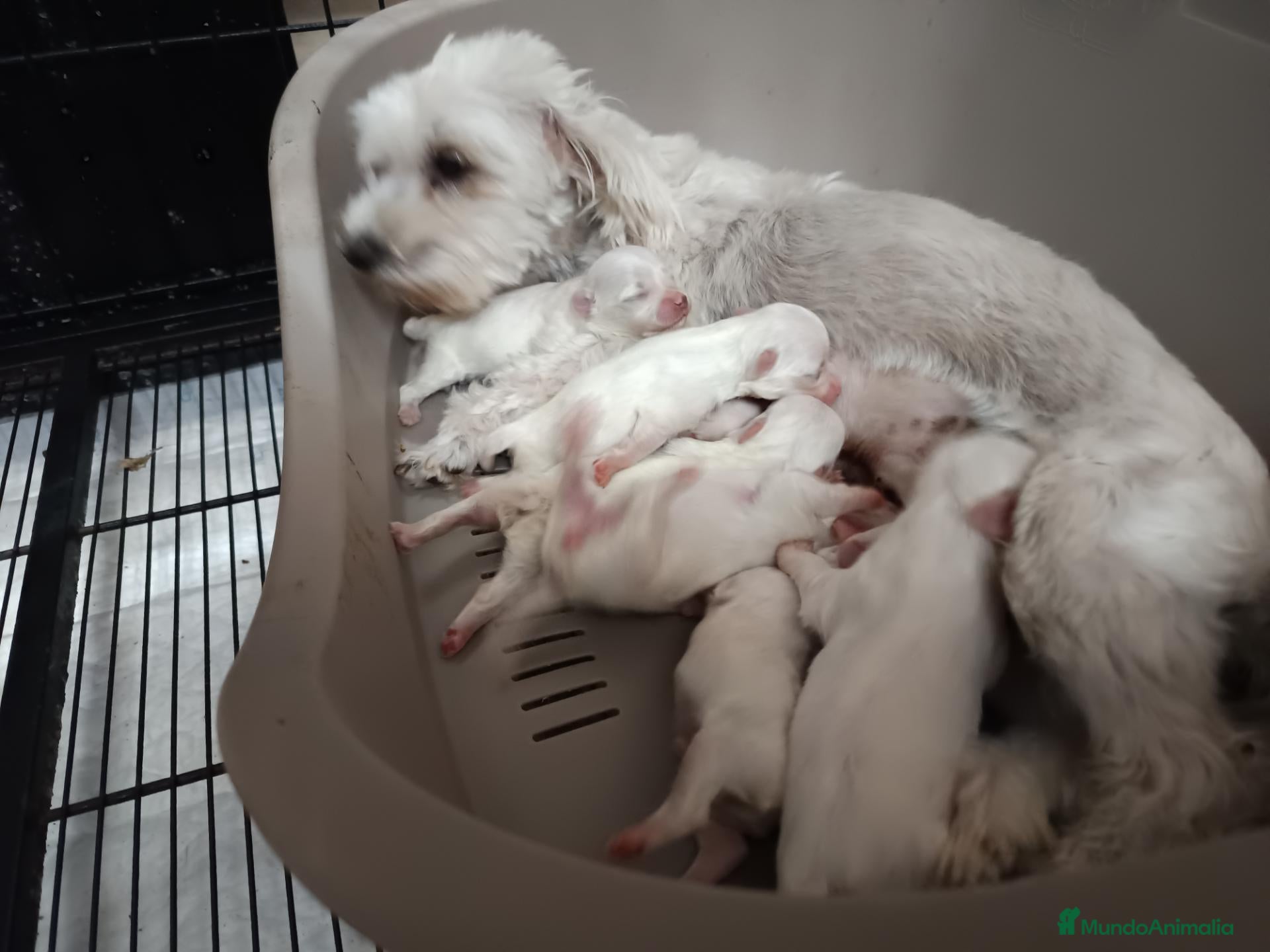 Bichón Maltés perros Maltes Toy - Anuncio 1