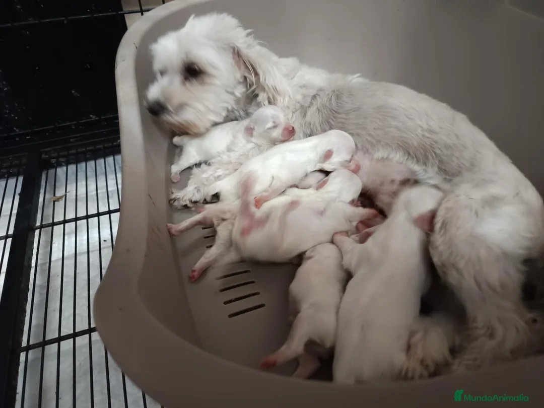 Bichón Maltés perros en venta: Maltes Toy - Anuncio 1