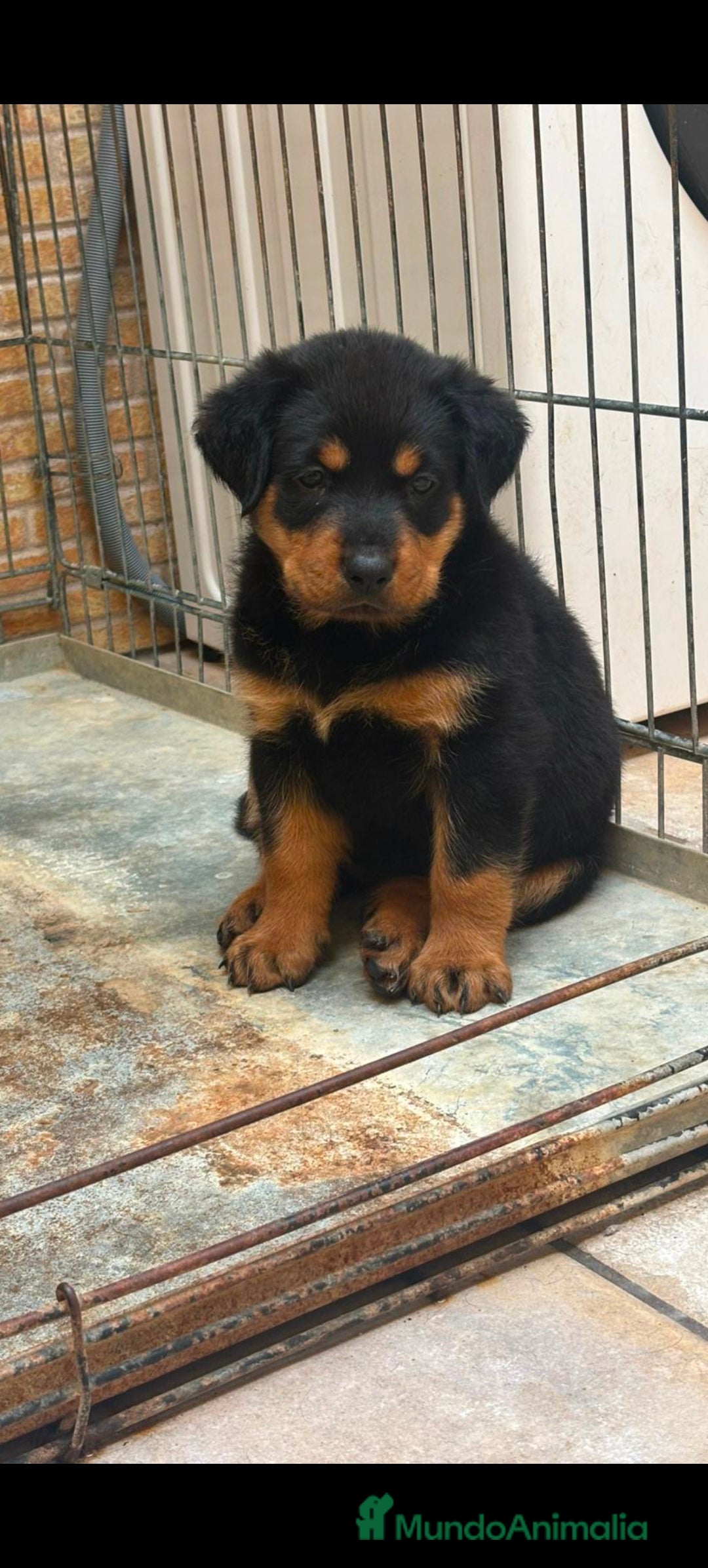 Rottweiler perros en venta: Rowaile hembra y macho  - Imagen 2