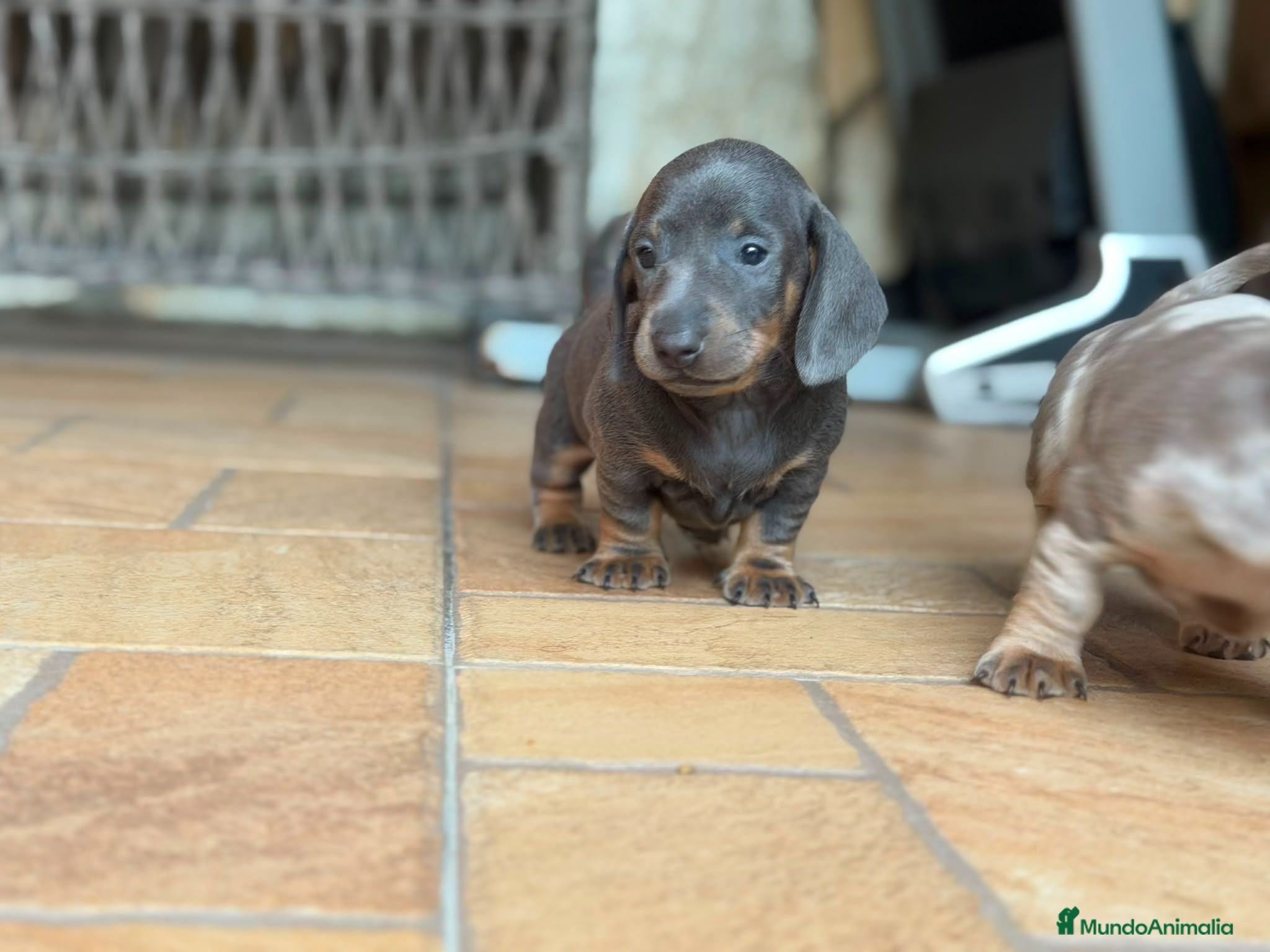 Teckel Miniatura perros Teckel Miniatura blue - Anuncio 1