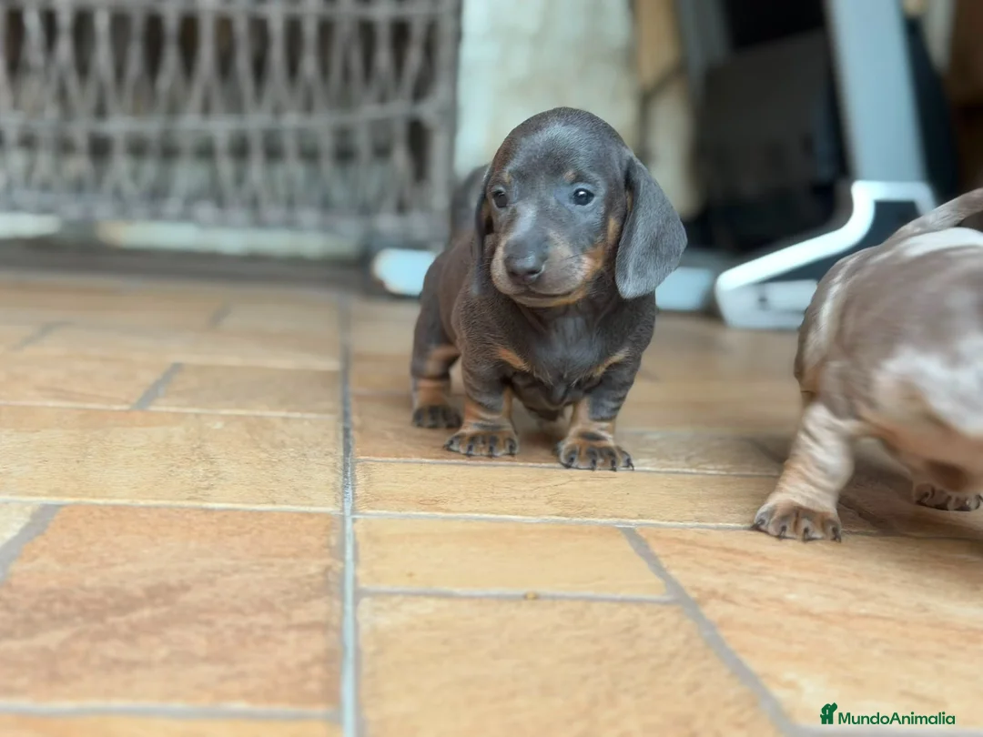 Teckel Miniatura perros en venta: Teckel Miniatura blue - Anuncio 1