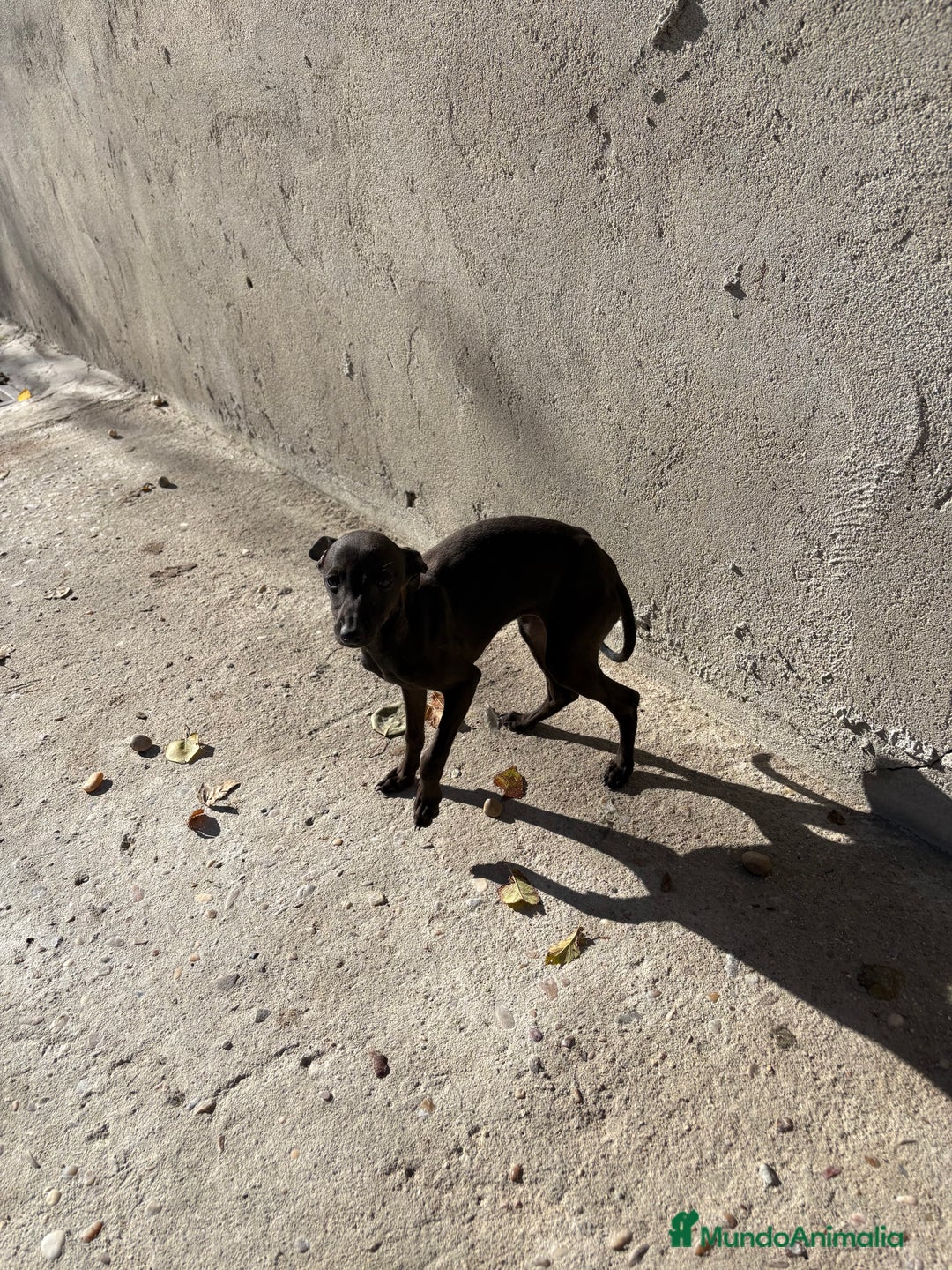 Pequeño Lebrel Italiano perros en venta: Hembra Piccolo lebrel italiano galgo  - Anuncio 6