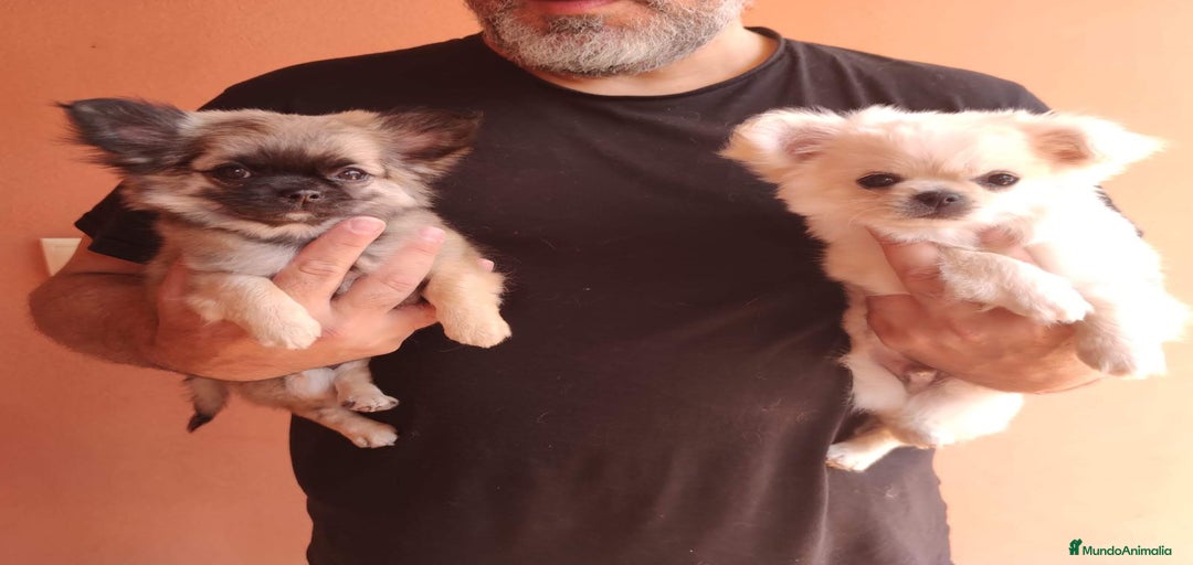 Imagen de galería {{count}}