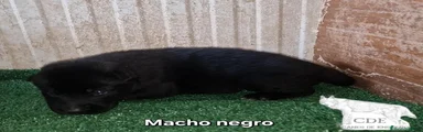 Perro Lobo Checoslovaco 5