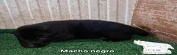 Perro Lobo Checoslovaco perros en venta: Wolfdog/Perro lobo - Anuncio 4