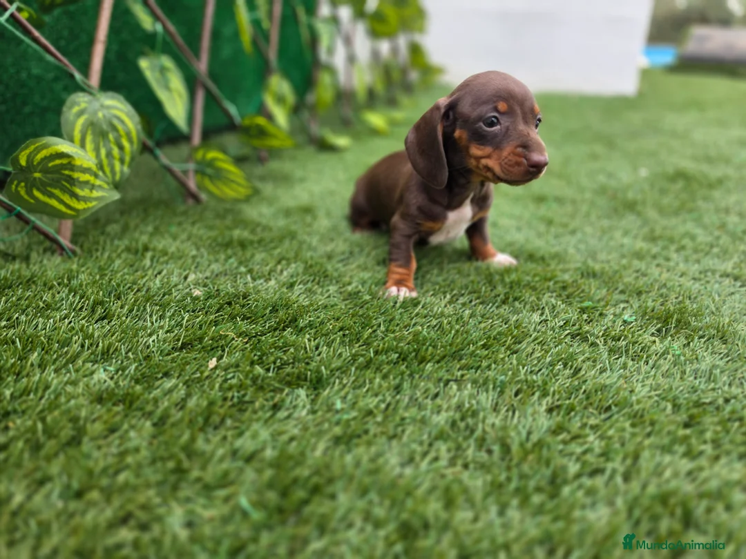 Teckel Miniatura perros en venta: TECKEL MINIATURA & KANNINCHEN  - Anuncio 2