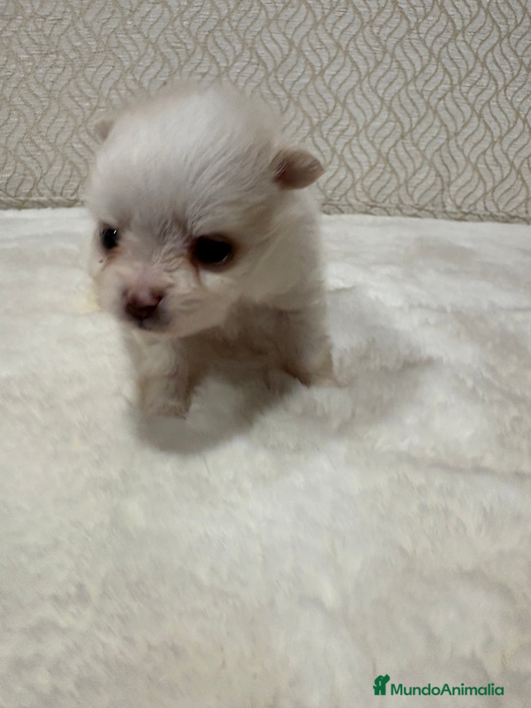 Pomerania perros en venta: Lulu Pomerania Toy hembra naranja blanca  - Anuncio 29