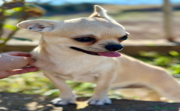 Chihuahua perros - Anuncio 5