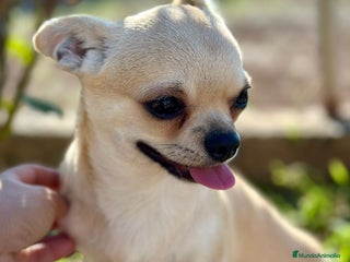Chihuahua perros - Anuncio 2