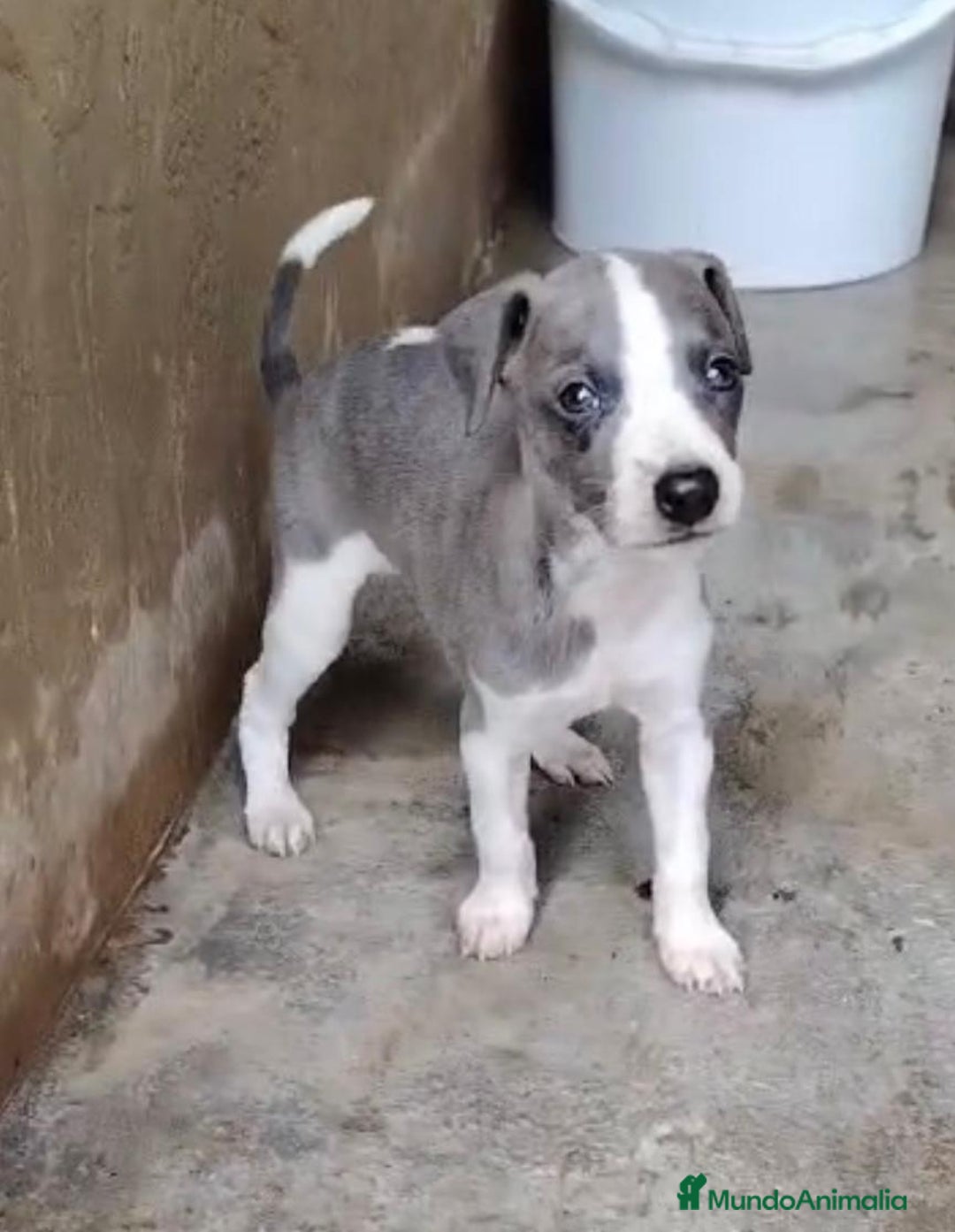 Whippet perros en venta: Whippet blue, isabela verdino - Imagen 5