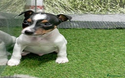 Ratonero Bodeguero Andaluz perros en venta: BODEGUERO - Imagen 1