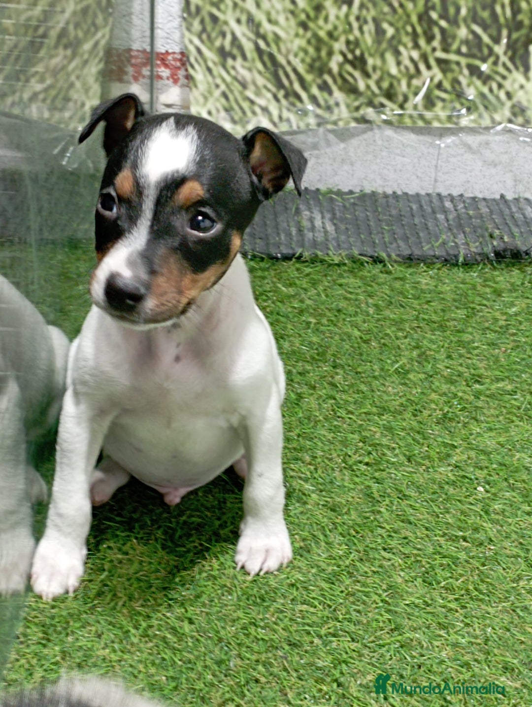 Ratonero Bodeguero Andaluz perros en venta: BODEGUERO - Imagen 1