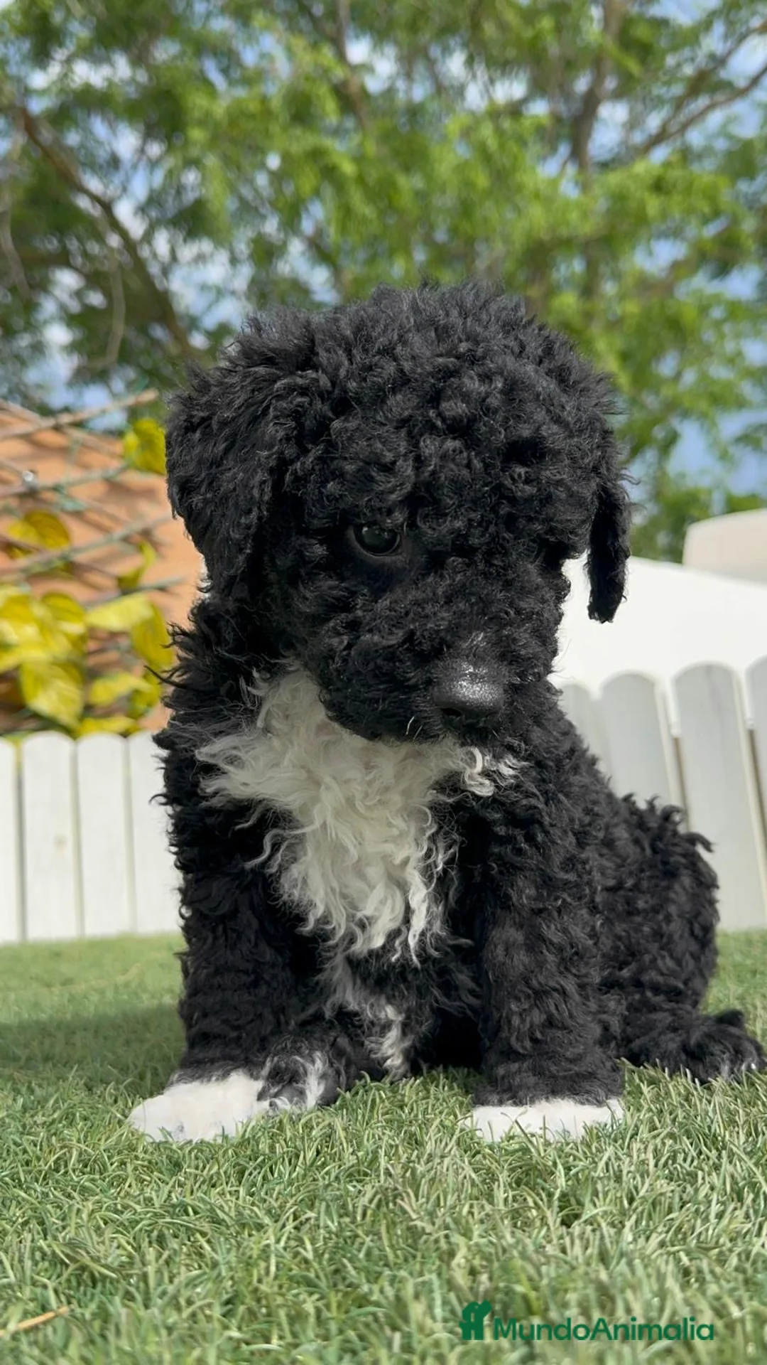 Perro de Agua Español perros en venta: PERRO DE AGUA - Anuncio 2