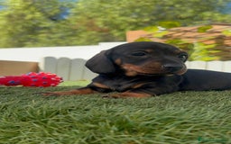 Teckel Miniatura perros en venta: TECKELL MINIATURA MACHO - Imagen 8