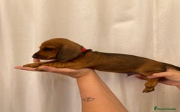 Teckel perros en venta: Camada disponible de Tekel  - Imagen 3