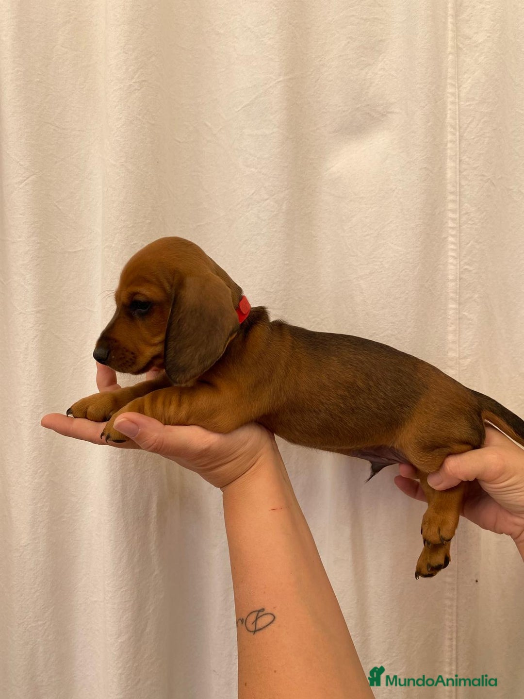 Teckel perros en venta: Camada disponible de Tekel  - Imagen 3