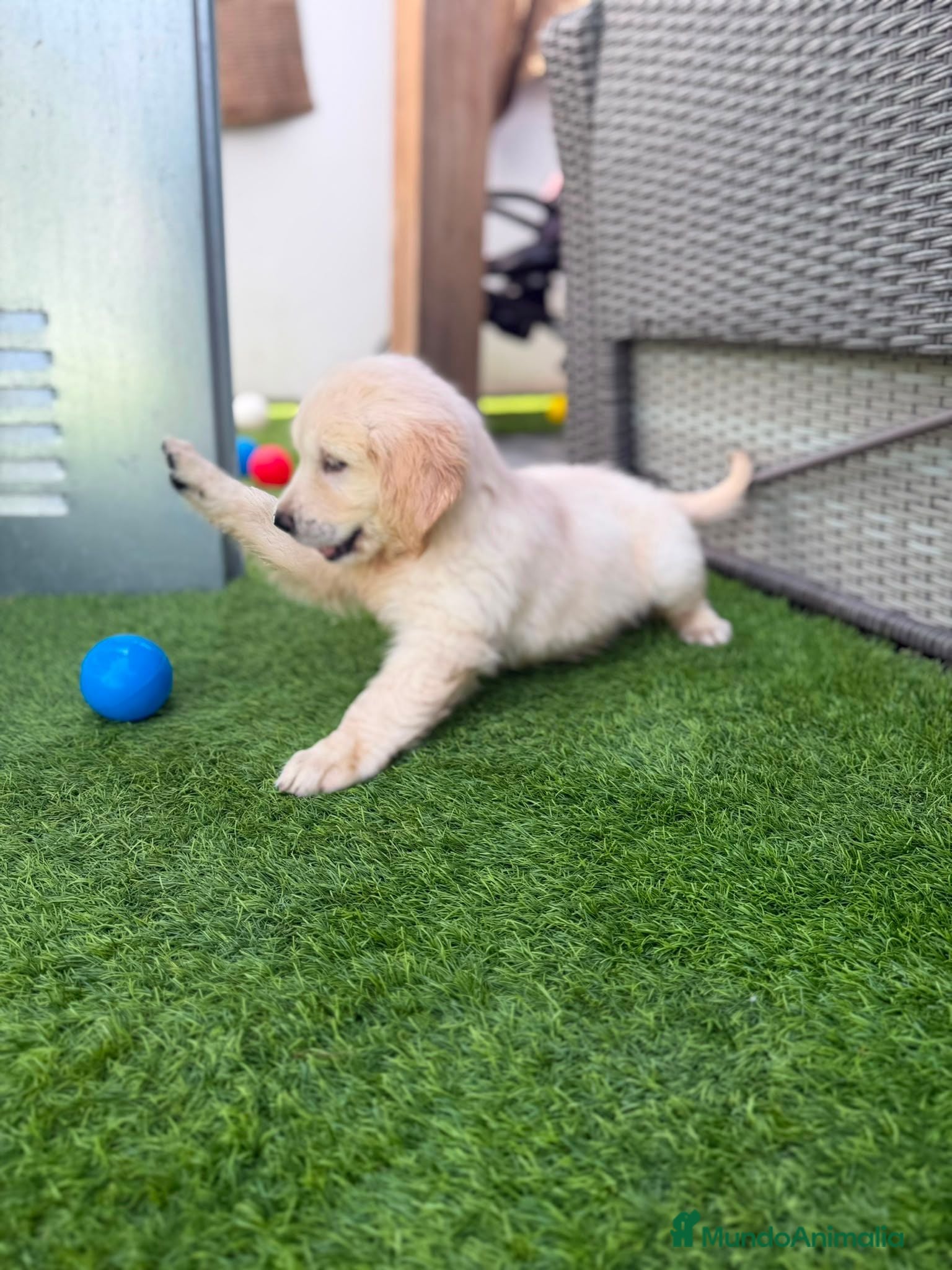 Golden Retriever perros Golden retriever hembra  - Anuncio 1