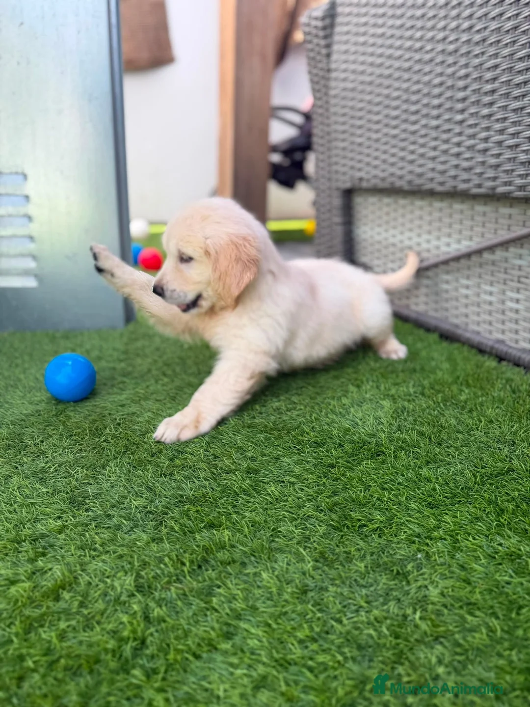 Golden Retriever perros en venta: Golden retriever hembra  - Anuncio 1