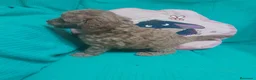 Caniche Toy perros en venta: CANICHE TOY - Anuncio 4