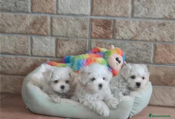 Bichón Maltés perros CACHORROS DE BICHÓN MALTES - Anuncio 1