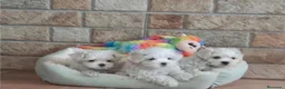 Bichón Maltés perros en venta: CACHORROS DE BICHÓN MALTES - Anuncio 1
