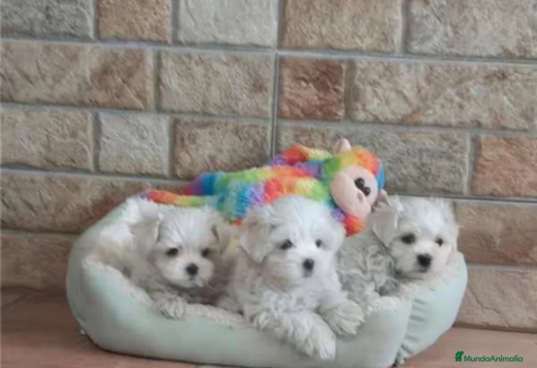 Bichón Maltés perros en venta: CACHORROS DE BICHÓN MALTES - Anuncio 1