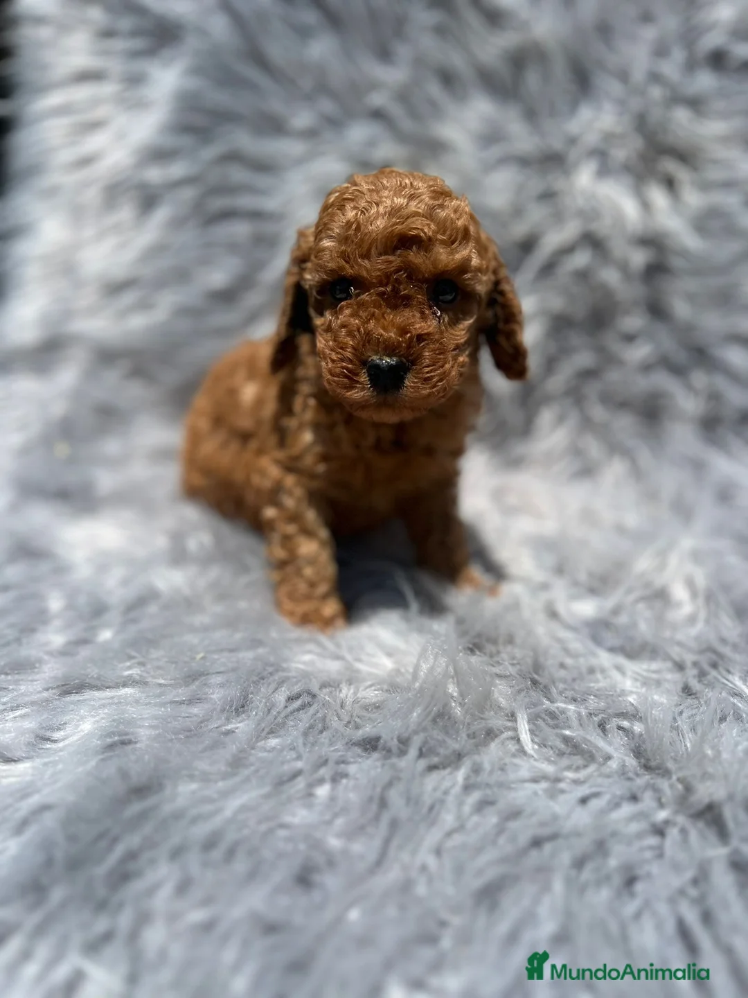 Caniche Toy perros en venta: Caniche - Anuncio 7