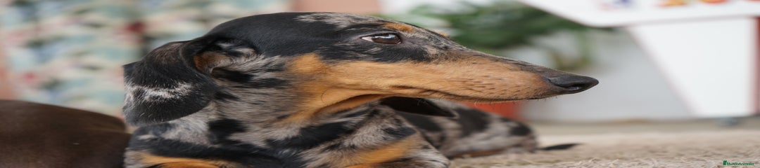 GREGORIO