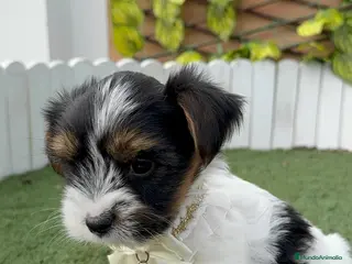 Yorkshire Terrier perros YORKSHIRE BIEWER - Anuncio 1