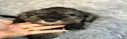 Schnauzer Miniatura perros en venta: Camada de schnauzer  - Anuncio 9