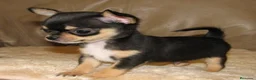 Chihuahua perros en venta: Precioso cachorrito de chihuahua black and tan  - Anuncio 1